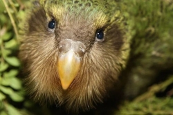 Le kakapo, perroquet de Nouvelle-Zélande en danger, recommence à se reproduire après quatre ans de pause