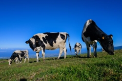 Miel Vert : Focus sur les éleveurs laitiers réunionnais