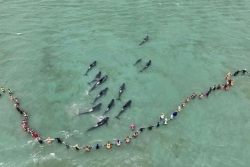 Pourquoi des cétacés s'échouent-ils régulièrement en Nouvelle-Zélande ?