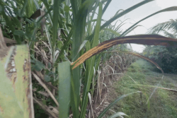 Campagne sucrière 2026 : quelle qualité peut-on espérer avant le début de la coupe ?