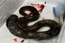 Massacre de boas endémiques de Sainte-Lucie : les autorités environnementales appellent à une punition sévère