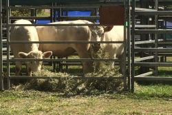 Salazie : 24 génisses importées suscitent la colère de la chambre Verte