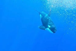 Observation exceptionnelle d'orques au large de La Réunion