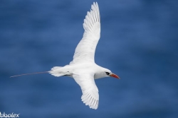 Un événement ornithologique exceptionnel à La Réunion : un premier envol naturel réussi d’un Paille-en-queue à brins rouges