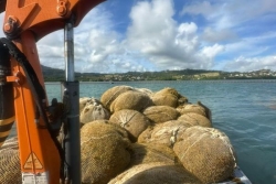 Sargasses : les marins-pêcheurs en première ligne pour un ramassage en mer au François et au Robert