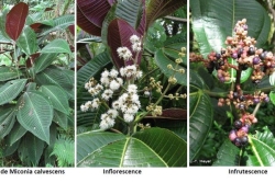 Lutte contre une espèce exotique envahissante "jusqu’à éradication complète" : les Guadeloupéens mis à contribution