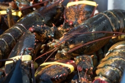 Accord Canada-Chine, le réchauffement des relations commerciales pourrait concerner les produits de la pêche