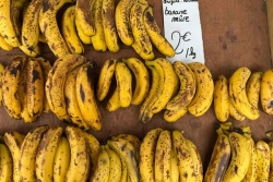 Un euro le kilo de bananes : les prix s’effondrent à La Réunion, après avoir atteint des sommets