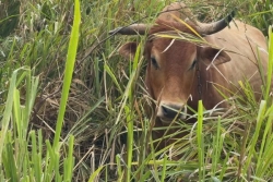 Bovins : l’exaspération des éleveurs face à la recrudescence des vols et attaques de chiens