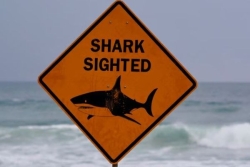 Sydney : après une série d’attaques de requins, les plages du nord fermées à la baignade 
