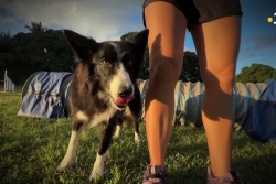 L’agility, bouger son corps avec son chien : un sport de vitesse et de complicité