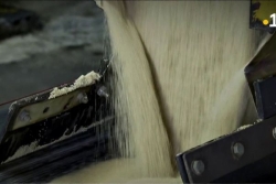 Filière canne-sucre de Guadeloupe : la menace du traité de libre-échange UE-Mercosur