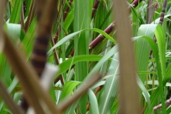 Le Mercosur menace la filière sucrière en Guadeloupe, (Re)voir Outre-mer l’Actu du 20 janvier 2026