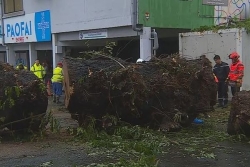 Jeune homme tué par la chute d'un arbre en 2024 : des responsables de la mairie et des élus de Papeete en cours d'audition