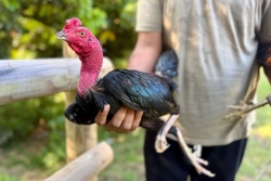 Maladie de Newcastle : les batay kok de nouveau autorisées, "une grande victoire" se réjouit un éleveur