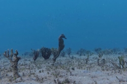 À la baie des Citrons, le ballet des hippocampes charme les passionnés de plongée