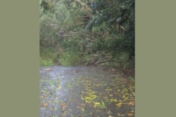 Vigilance orange sur l'archipel de la Société : chutes d'arbres sur la route et une maison