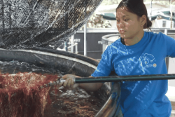 De la cueillette à la culture : les algues, l'or vert de la Polynésie