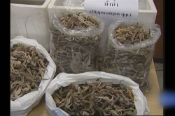 Australie. Les hippocampes menacés par la pêche illégale