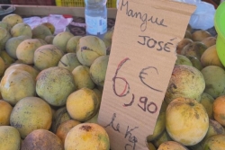 Conditions climatiques, cyclone, mouche des fruits, la saison des mangues est courte et les prix élevés à La Réunion 