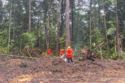Des bûcherons formés en Guyane à un abattage sécurisé pour préserver le bois d’œuvre
