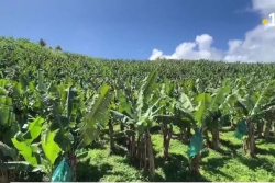 Agriculture en Outre-mer : les aides de l'UE vitales mais imparfaites