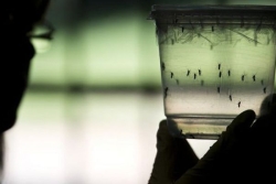 Un premier cas de chikungunya autochtone détecté en Guyane