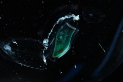 Dans les abysses d’Indonésie, à la découverte d’un monde encore inconnu