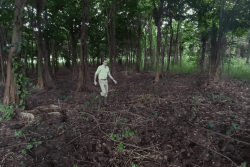 VIDEO. L'Office National des Forêts à la reconquête des mangroves de la Martinique