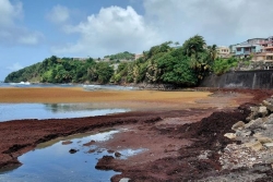 Sargasses en Martinique : les élus de la CTM adoptent un dispositif visant à soutenir les personnes durablement exposées