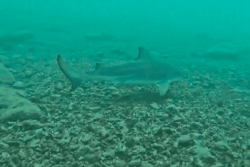 Le spot de Trois Bassins évacué suite à l'observation d'un requin