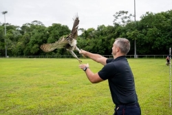VIDÉO. Un aigle orné relâché après sauvetage en Guyane