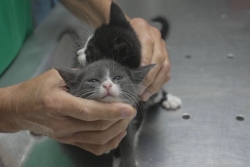 Le chat devient-il une espèce invasive en Nouvelle-Calédonie ? 