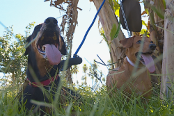 VIDÉO. La maîtresse violente d'Opape devra répondre de ses actes devant la justice