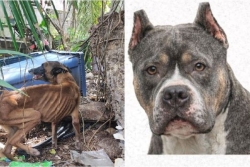 Abandon, coupe des oreilles, maltraitance animale... le rappel à l’ordre des autorités locales