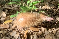 Chasse aux tangues : la saison sera ouverte ce dimanche 15 février pour deux mois à La Réunion