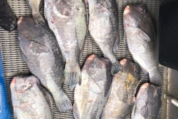 "Je ne savais pas que cette espèce était protégée" : trois pêcheurs devant le tribunal pour avoir capturé des perroquets à bosse en province Sud