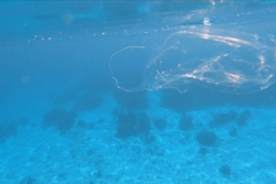 Le gouvernement de la Nouvelle-Calédonie alerte sur la présence de cuboméduses au large du grand Nouméa