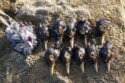 Flagrant délit de braconnage d’un oiseau endémique en Guadeloupe : "Ce n’est que la partie immergée de l’iceberg !"
