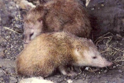 La saison de la chasse tangue débute ce dimanche 15 février