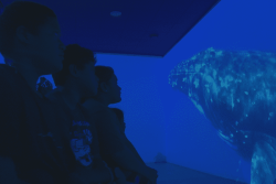 Au Fare Natura, ils apprennent à reconnaître le chant des baleines et le parcours des ferries pour les éviter