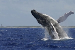 Migration animale : les baleines à bosse viennent d'élire domicile dans les eaux chaudes antillaises