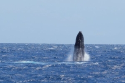 Journée internationale de la baleine : dans la Caraïbe, les cétacés pèsent des millions