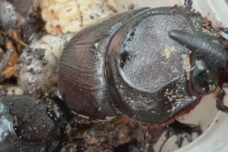 Le scarabée rhinocéros étend son appétit féroce en Nouvelle-Calédonie
