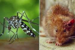 Île Maurice : 117 cas de chikungunya et 9 cas de leptospirose, dont 3 décès