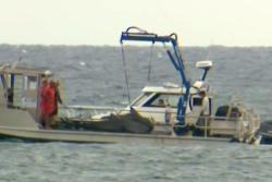 Nouméa : le retour controversé de la campagne d'abattage de requins