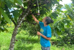 Après Chido, la filière du cacao résiste