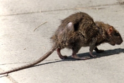 Forte recrudescence des cas de leptospirose à La Réunion