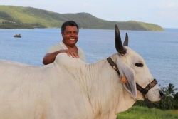 "Biguine" la vache martiniquaise a obtenu son ticket pour le salon de l'agriculture 2027