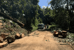 Chute d’un arbre au Lamentin : la circulation est rétablie au chemin La Guilon au quartier Sarrault